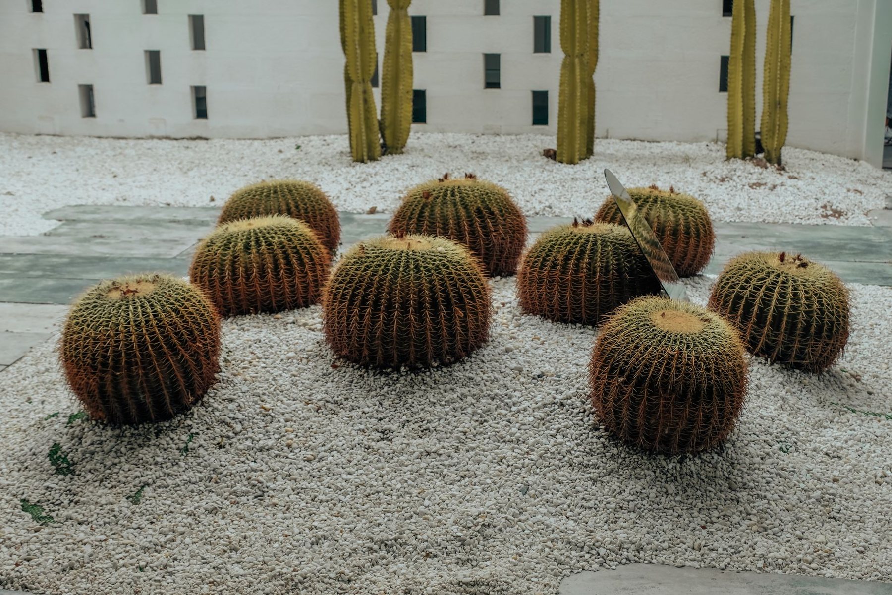 Desert Landscaping & Xeriscape in Avondale AZ