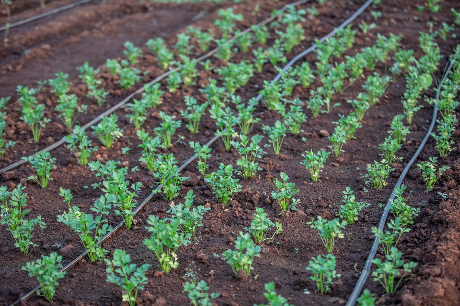 Irrigation & Drip Systems in Avondale AZ