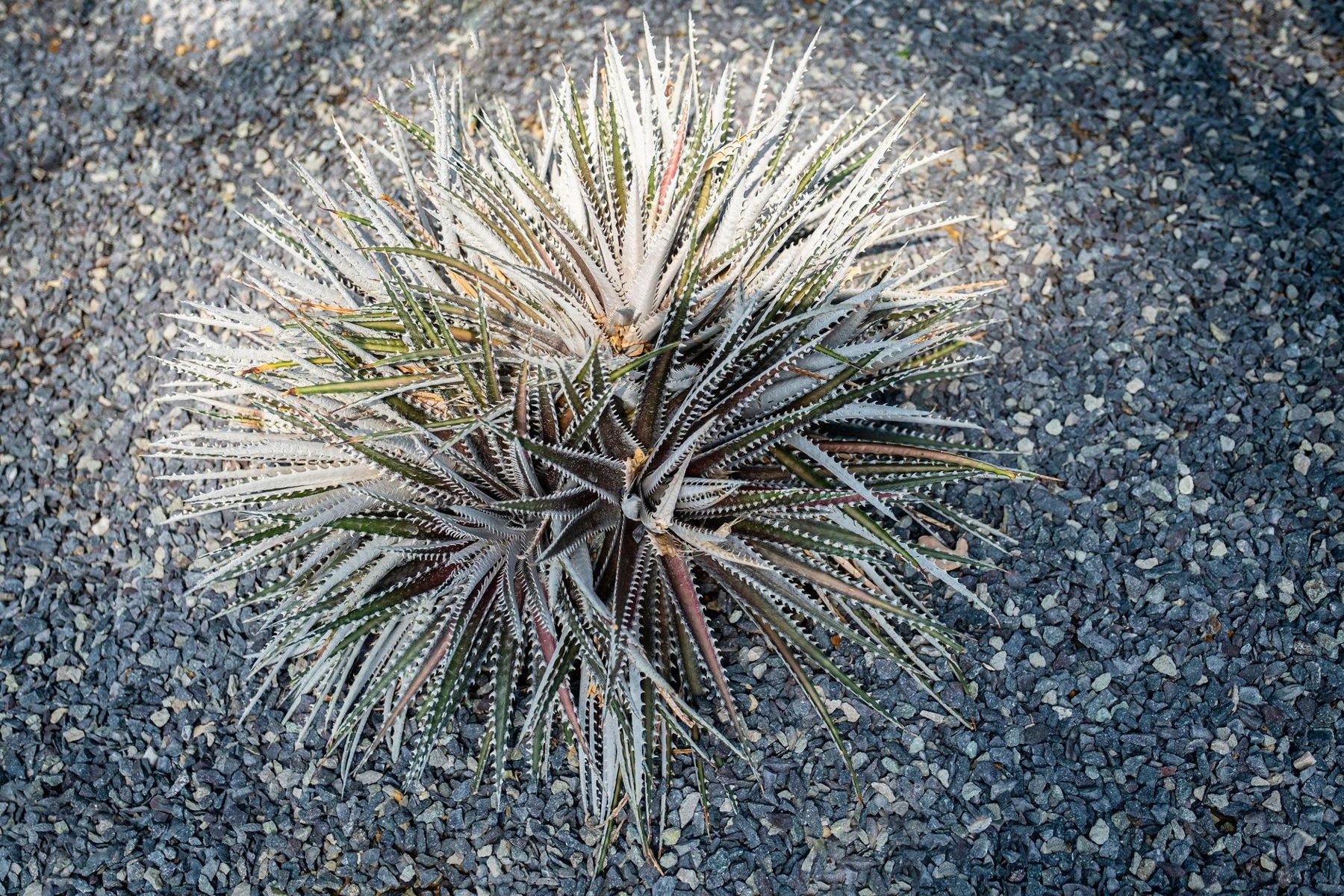 Desert xeriscape design in Avondale, AZ